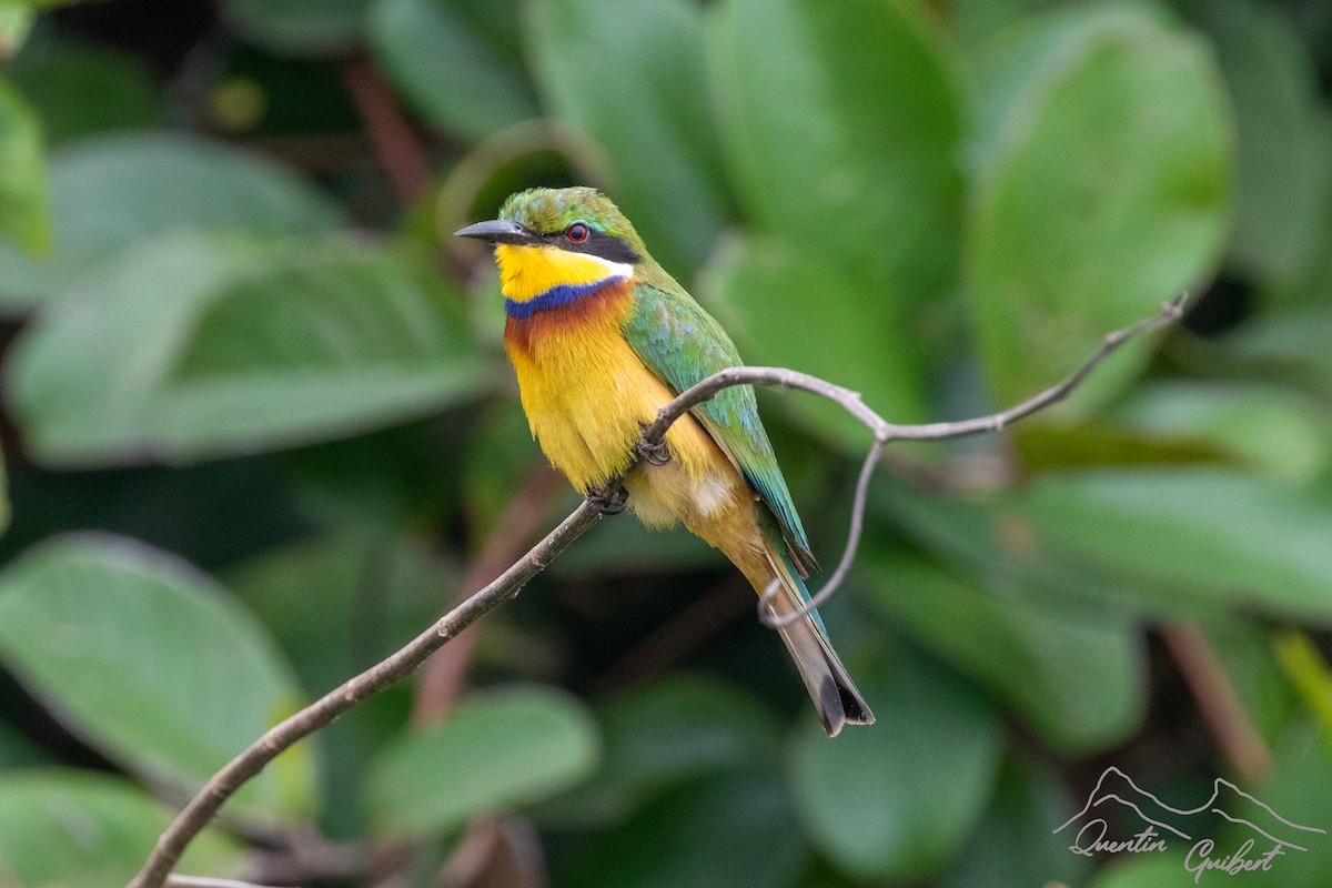 Blue-breasted Bee-eater - ML610250453