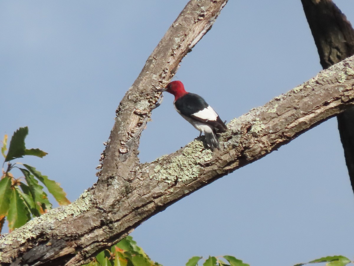 Red-headed Woodpecker - ML610250527