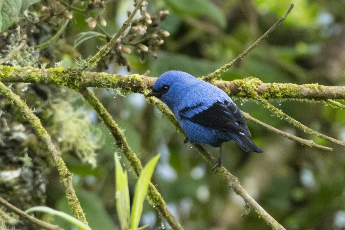 Blue-and-black Tanager (Blue-and-black) - ML610250903