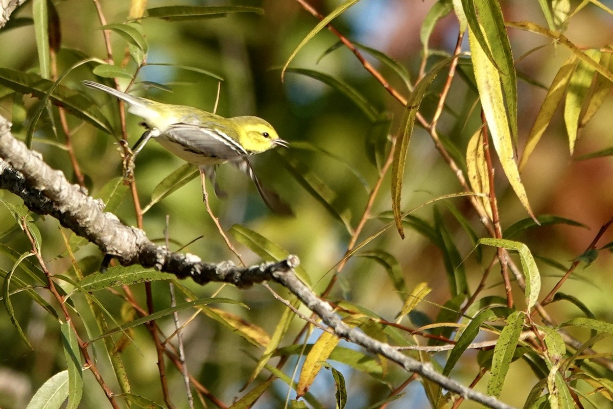 Black-throated Green Warbler - ML610251389