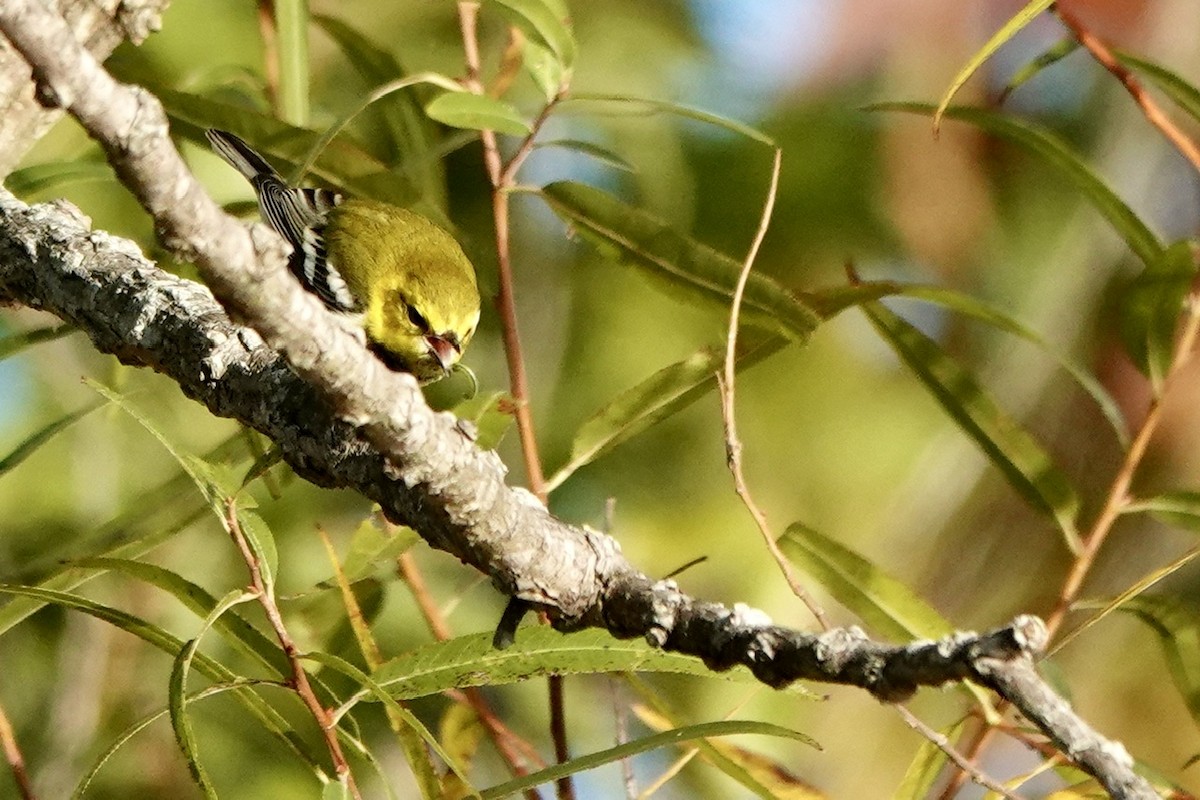 Black-throated Green Warbler - ML610251392