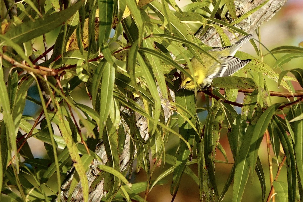 Black-throated Green Warbler - ML610251393