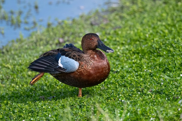 Cinnamon Teal