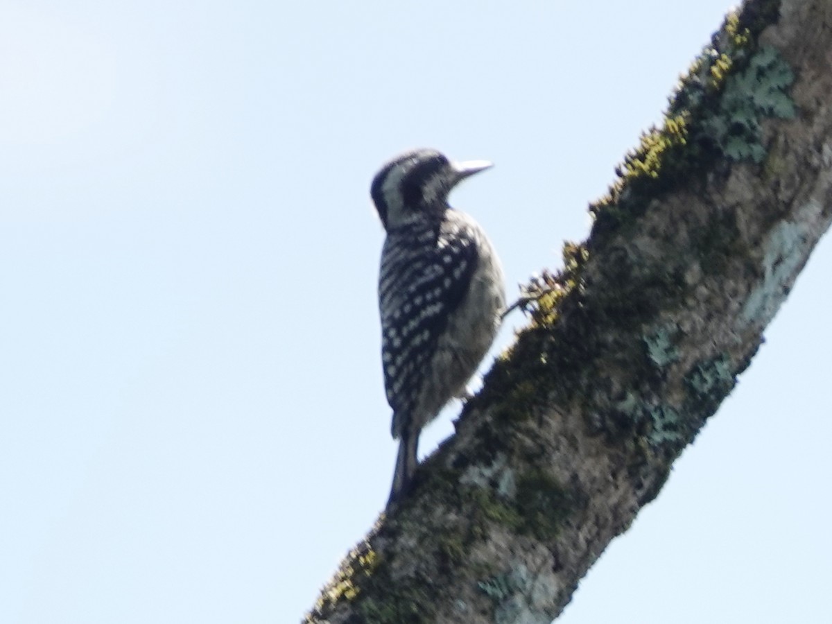 Sunda Pygmy Woodpecker - Barry Reed
