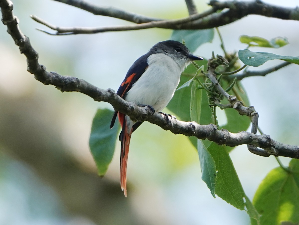 Flores Minivet - Barry Reed