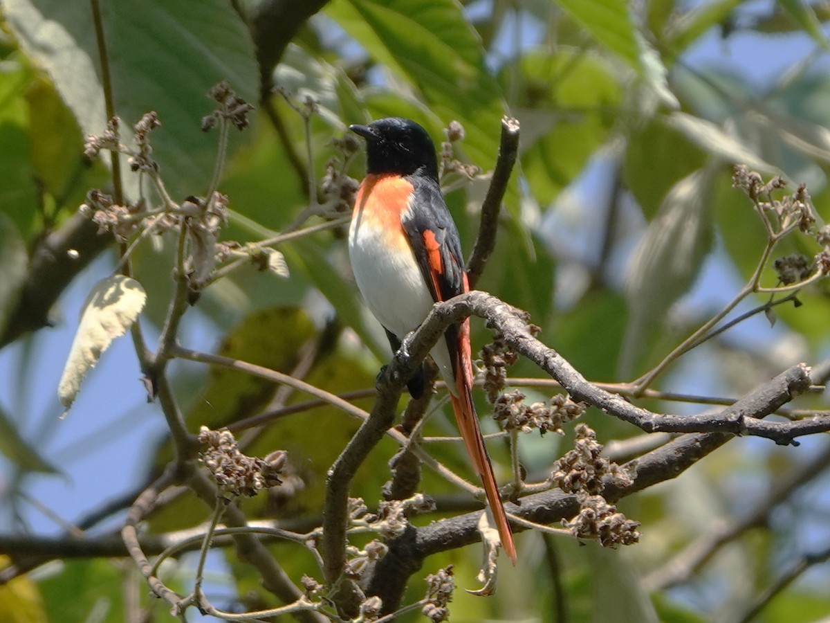 Flores Minivet - Barry Reed