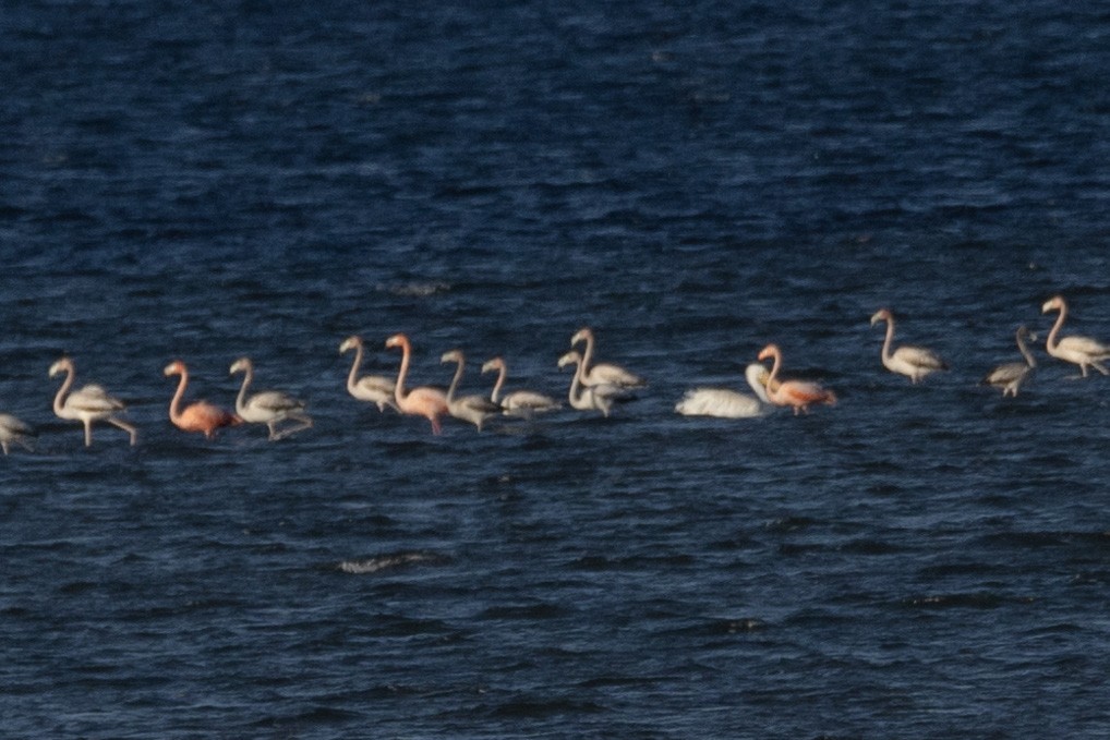 American Flamingo - Kent Fiala