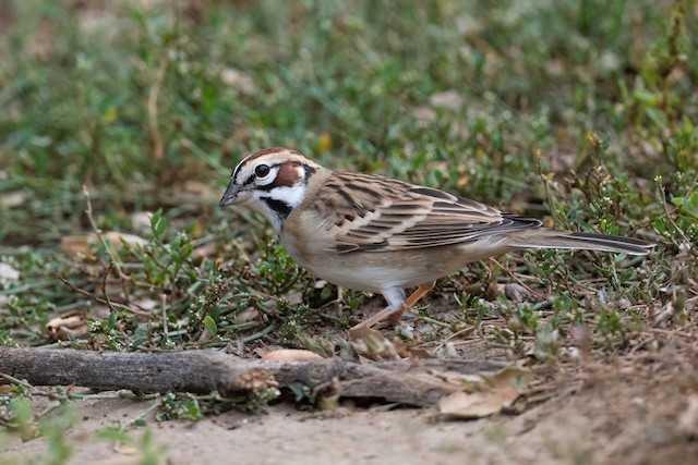 Lark Sparrow