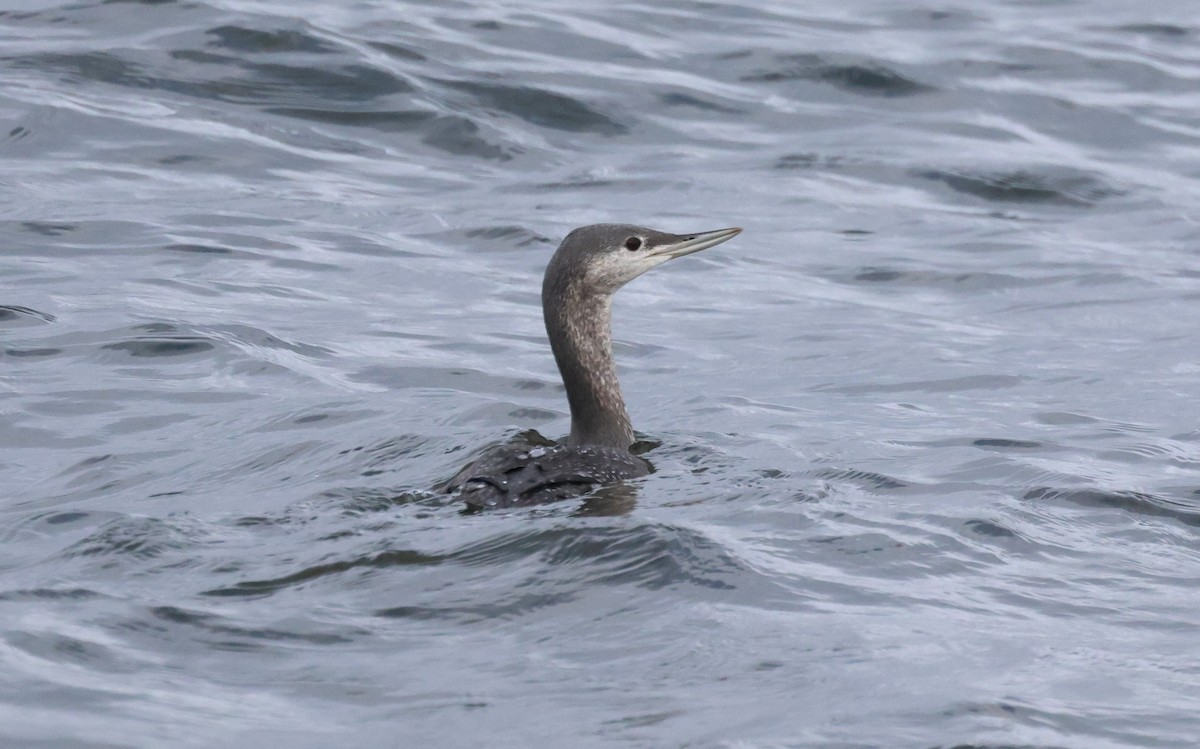 Red-throated Loon - ML610252661