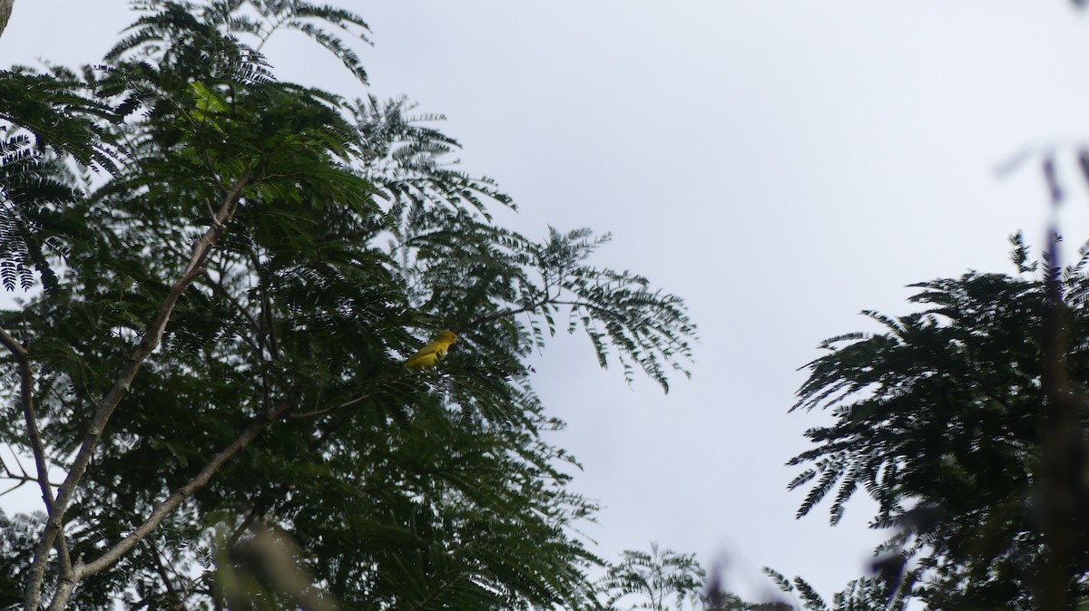 Yellow Warbler - ML610252849