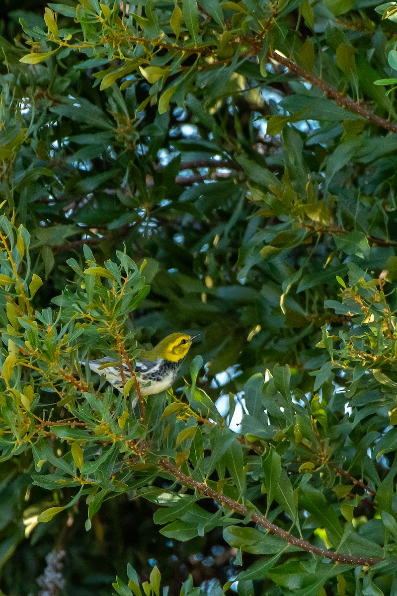 Black-throated Green Warbler - ML610253361