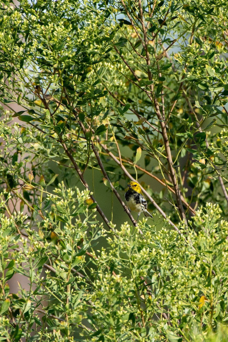 Black-throated Green Warbler - ML610253362
