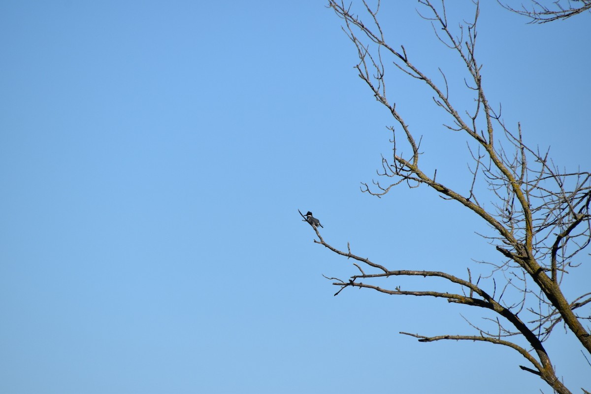 Belted Kingfisher - ML610253392