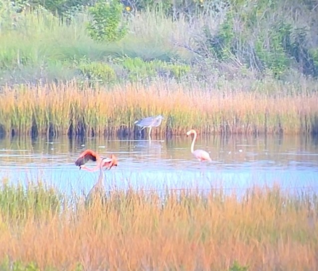 American Flamingo - Rebekah Rylander