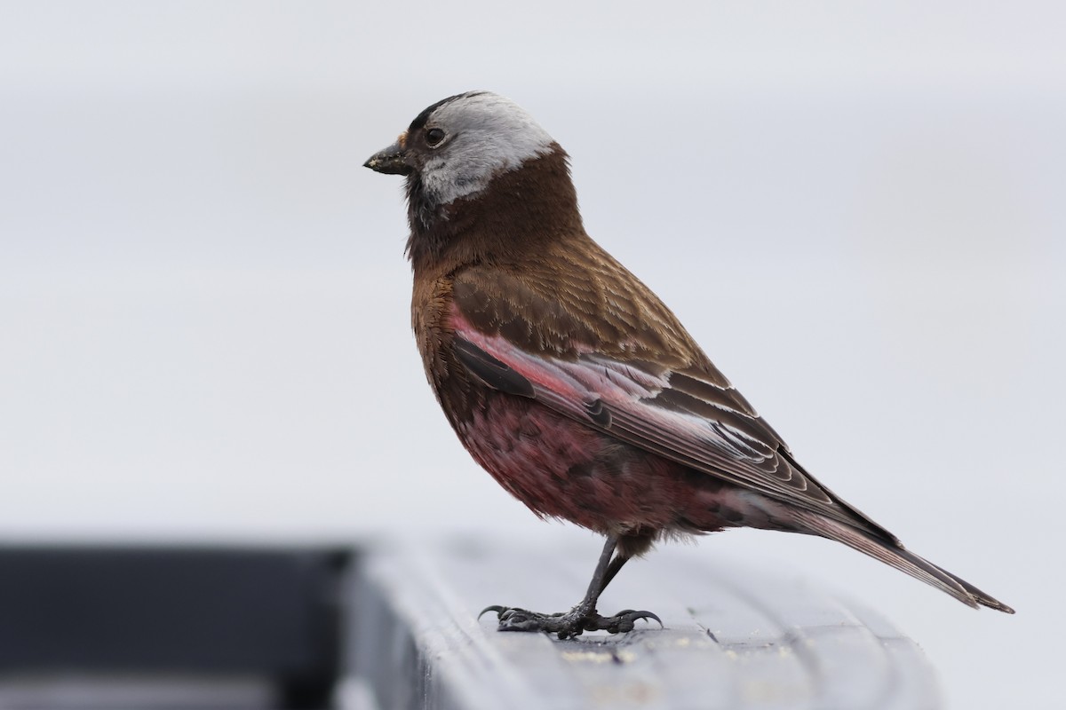 Gray-crowned Rosy-Finch (Aleutian and Kodiak Is.) - ML610254017