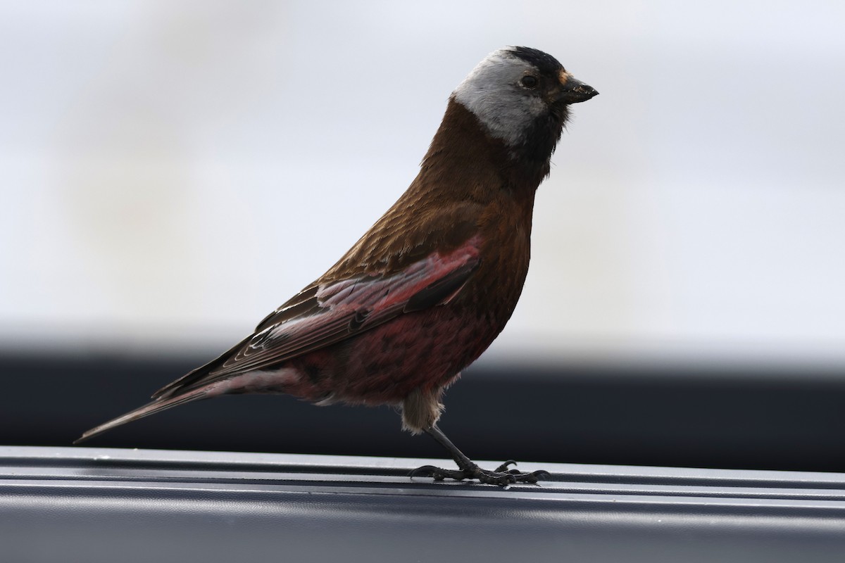 Gray-crowned Rosy-Finch (Aleutian and Kodiak Is.) - ML610254020