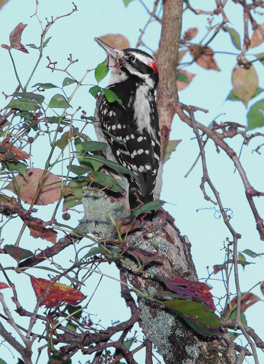 Hairy Woodpecker - ML610254341