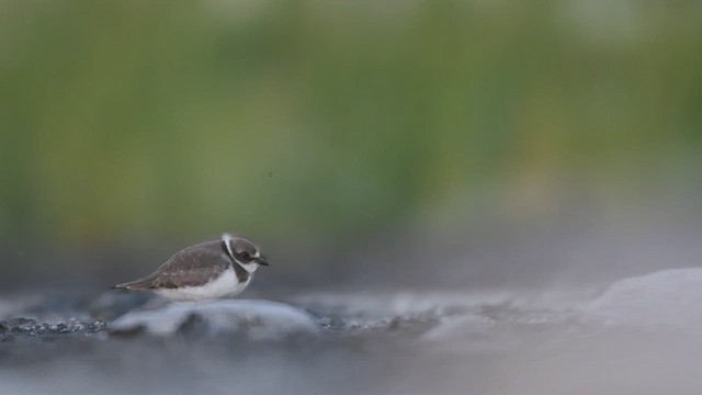 Semipalmated Plover - ML610254507