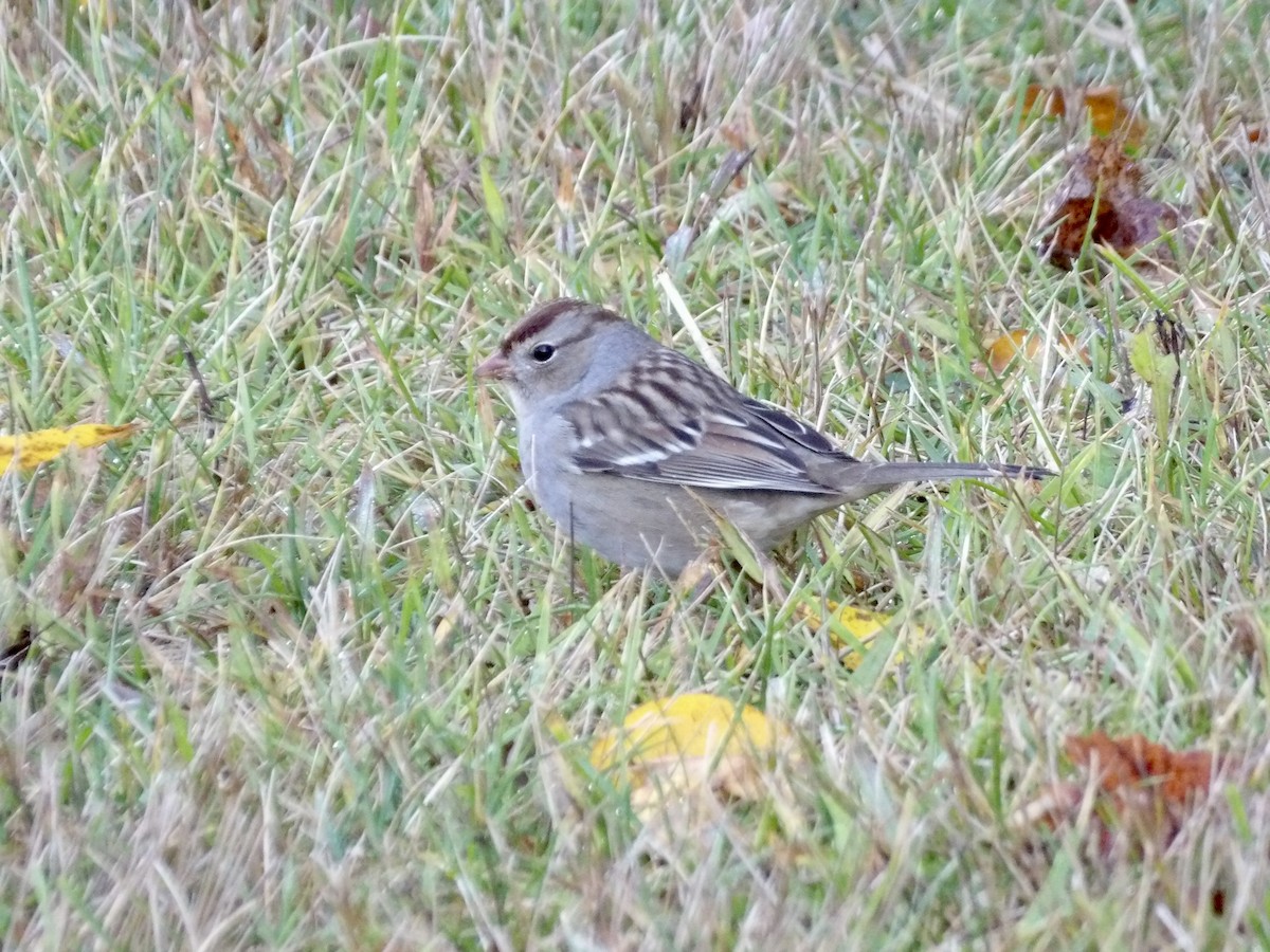 White-crowned Sparrow - ML610254562