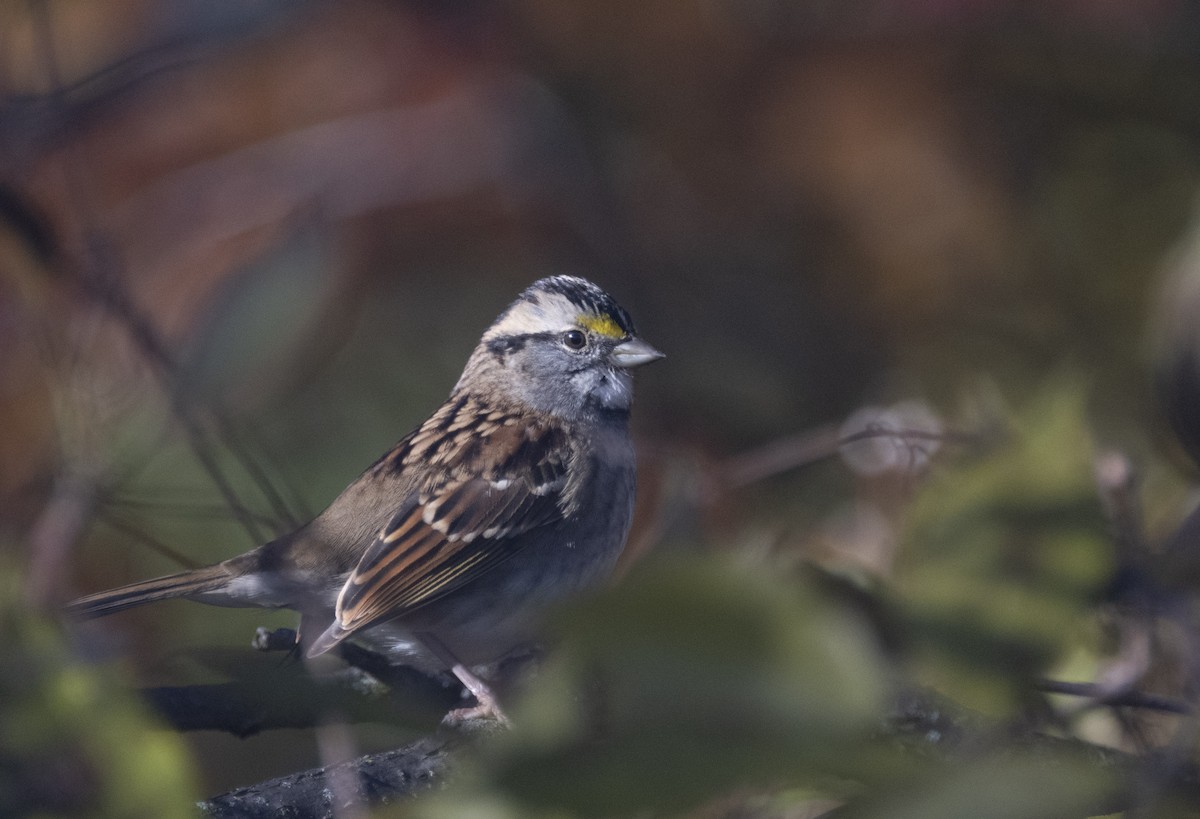 White-throated Sparrow - ML610254643