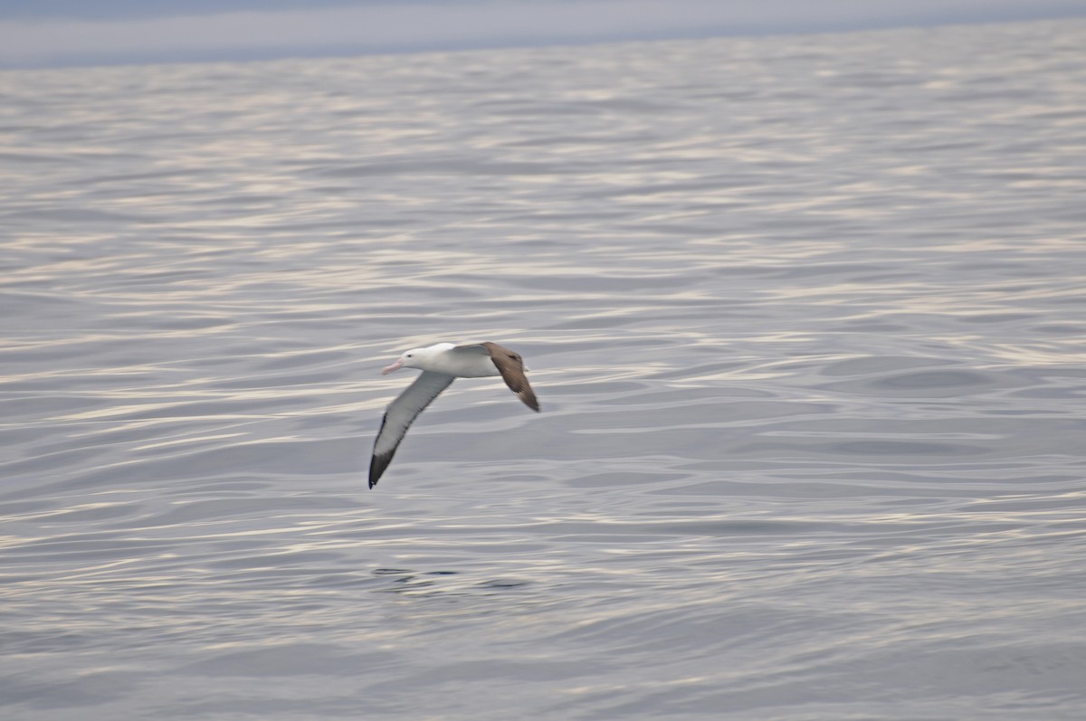 Northern/Southern Royal Albatross - ML610254681
