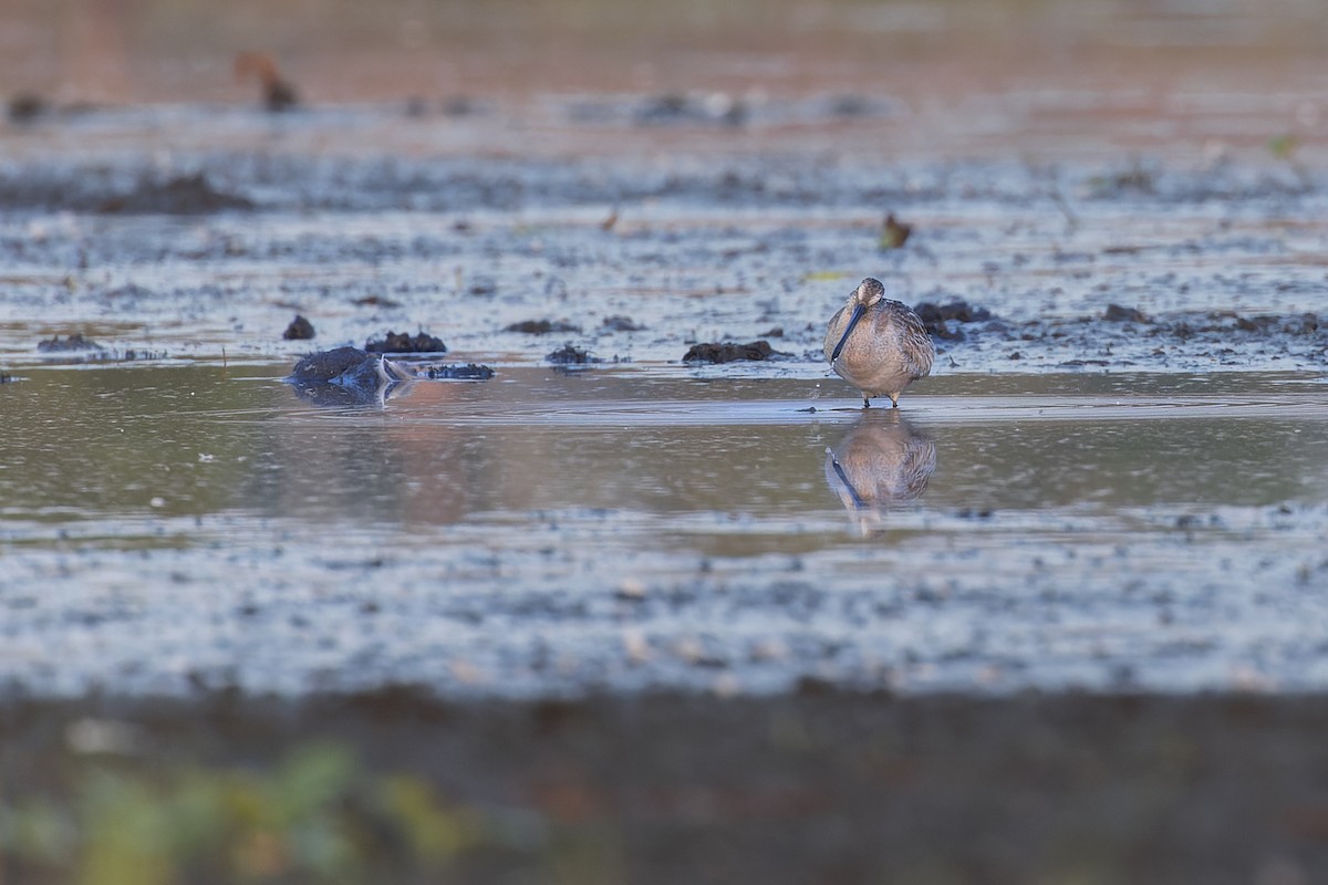 Asian Dowitcher - ML610254992