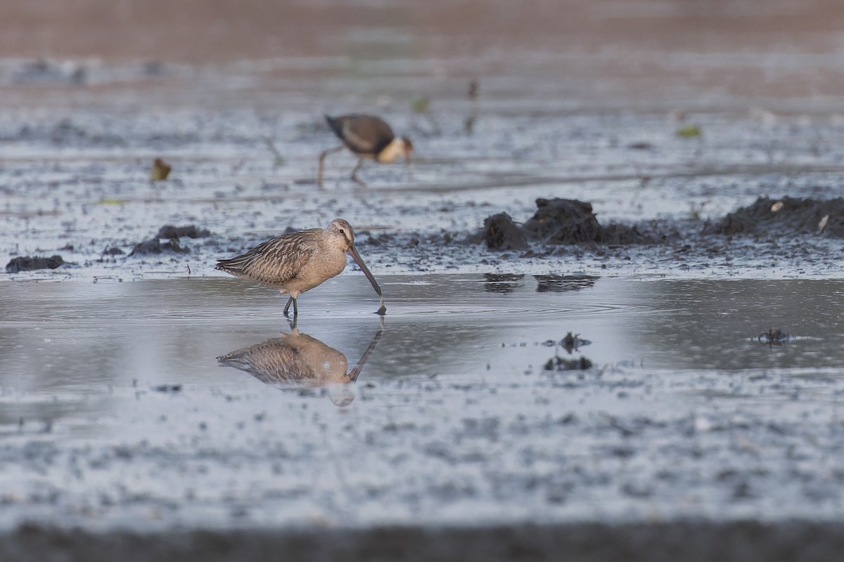 Asian Dowitcher - ML610254993