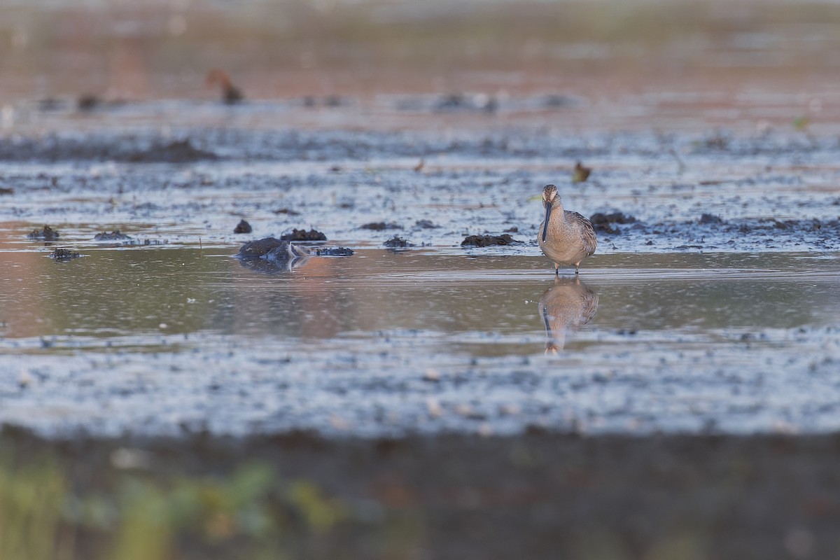 Asian Dowitcher - ML610254996