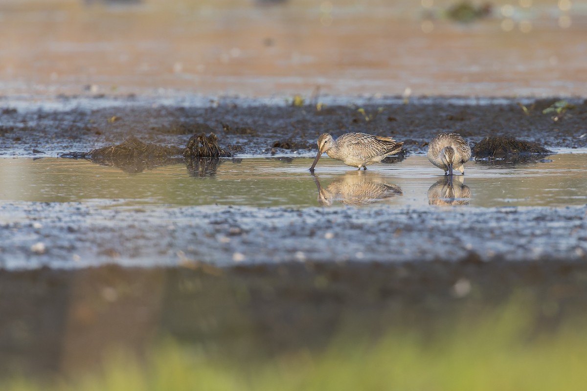 Asian Dowitcher - ML610254998