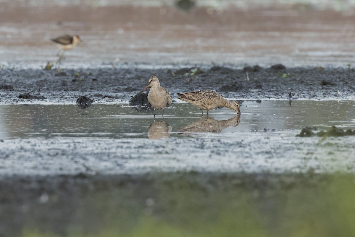 Asian Dowitcher - ML610255001