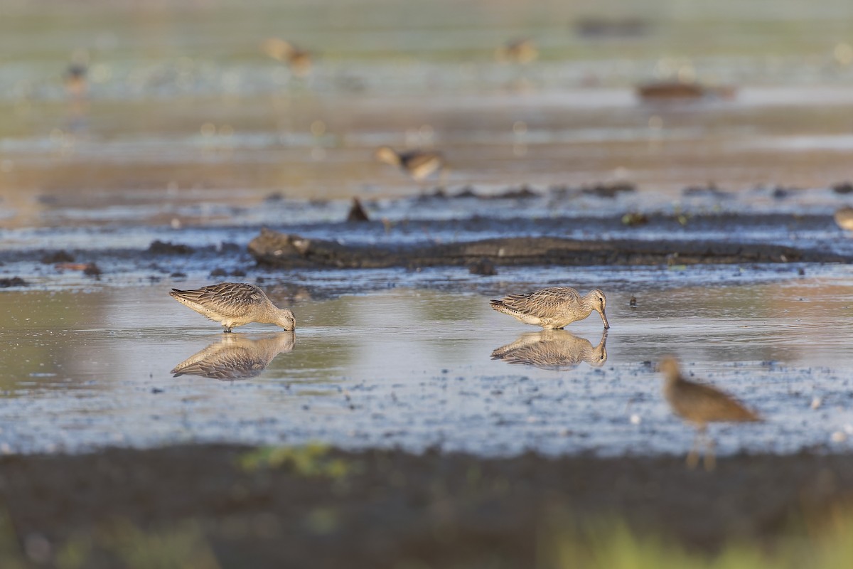 Asian Dowitcher - ML610255004