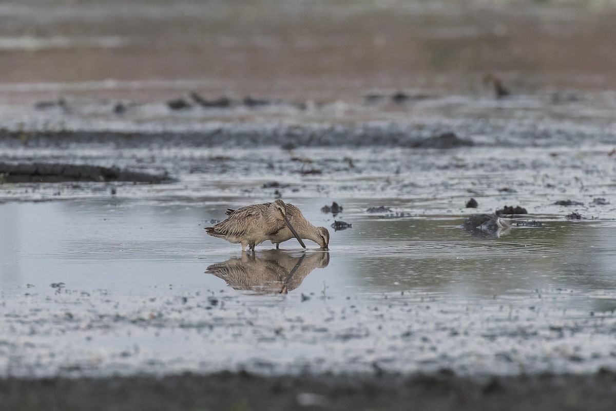 Asian Dowitcher - ML610255005