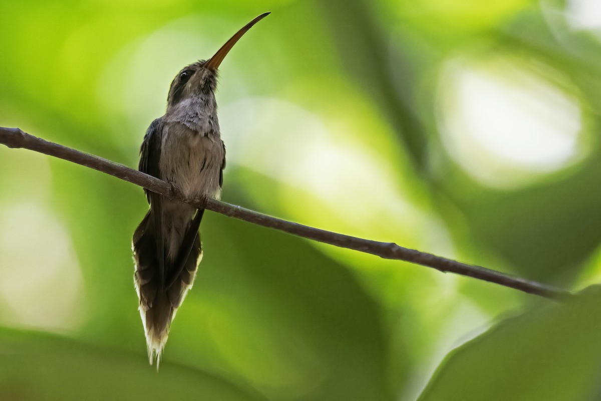 kolibřík pruhohrdlý - ML610255243