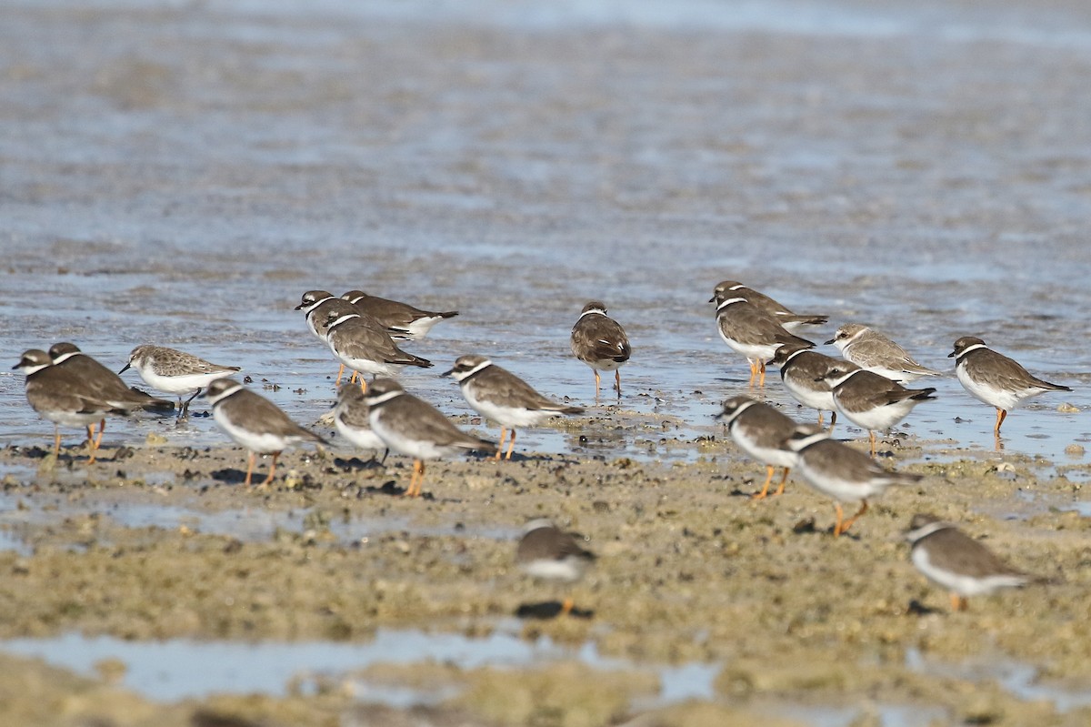 Common Ringed Plover - ML610255564