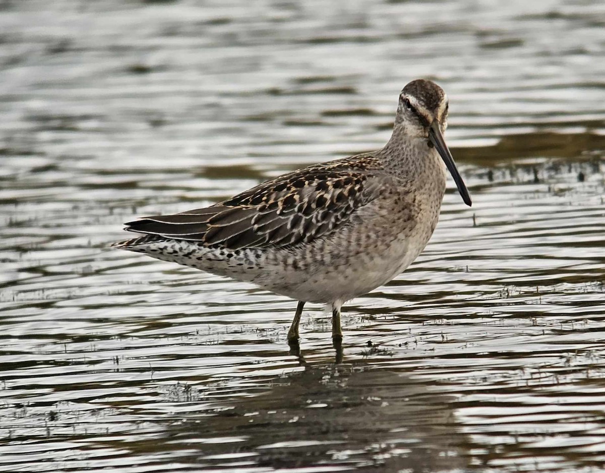 Long-billed Dowitcher - ML610255911