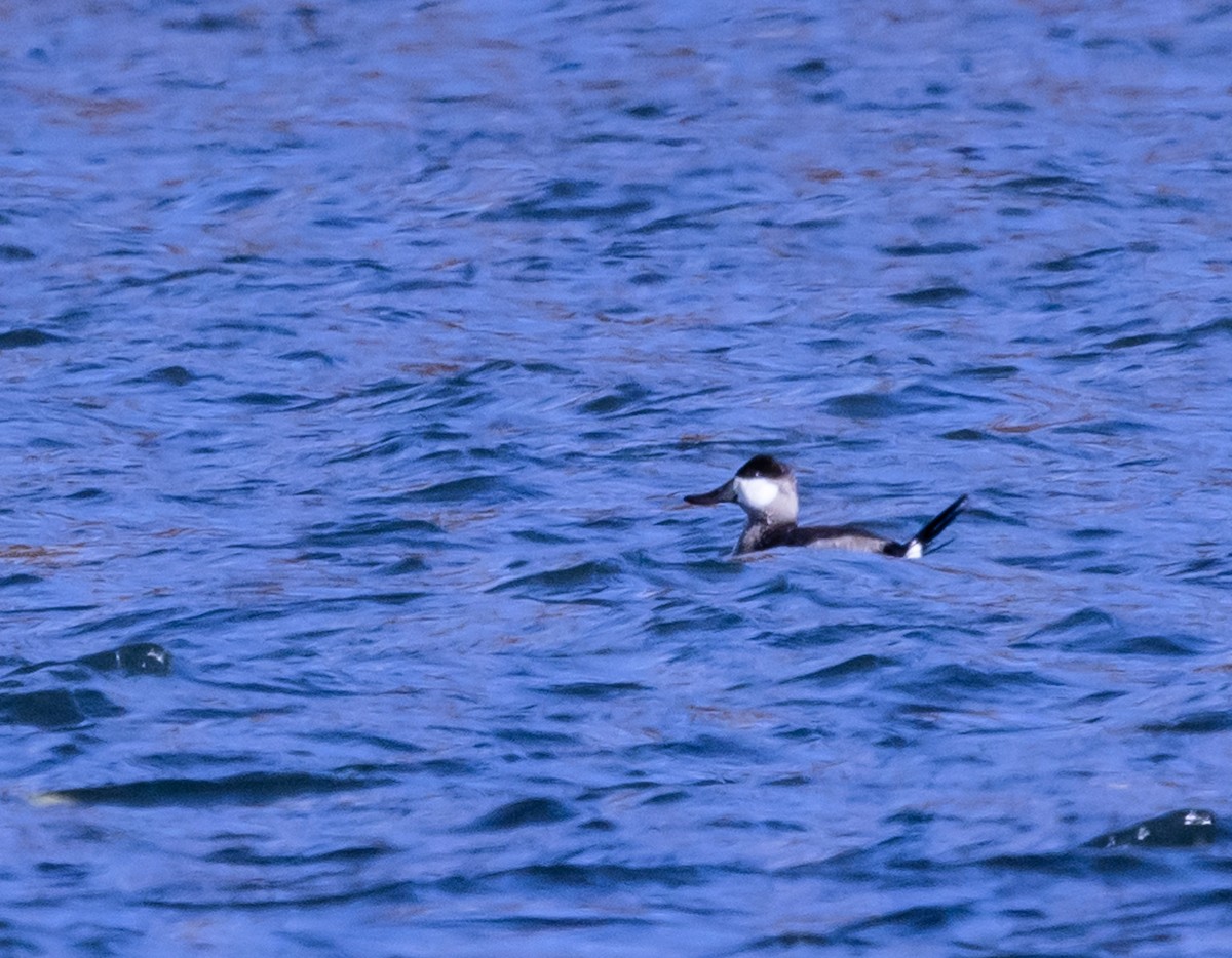 Ebird Checklist - 22 Oct 2023 - Keystone Lake - 17 Species