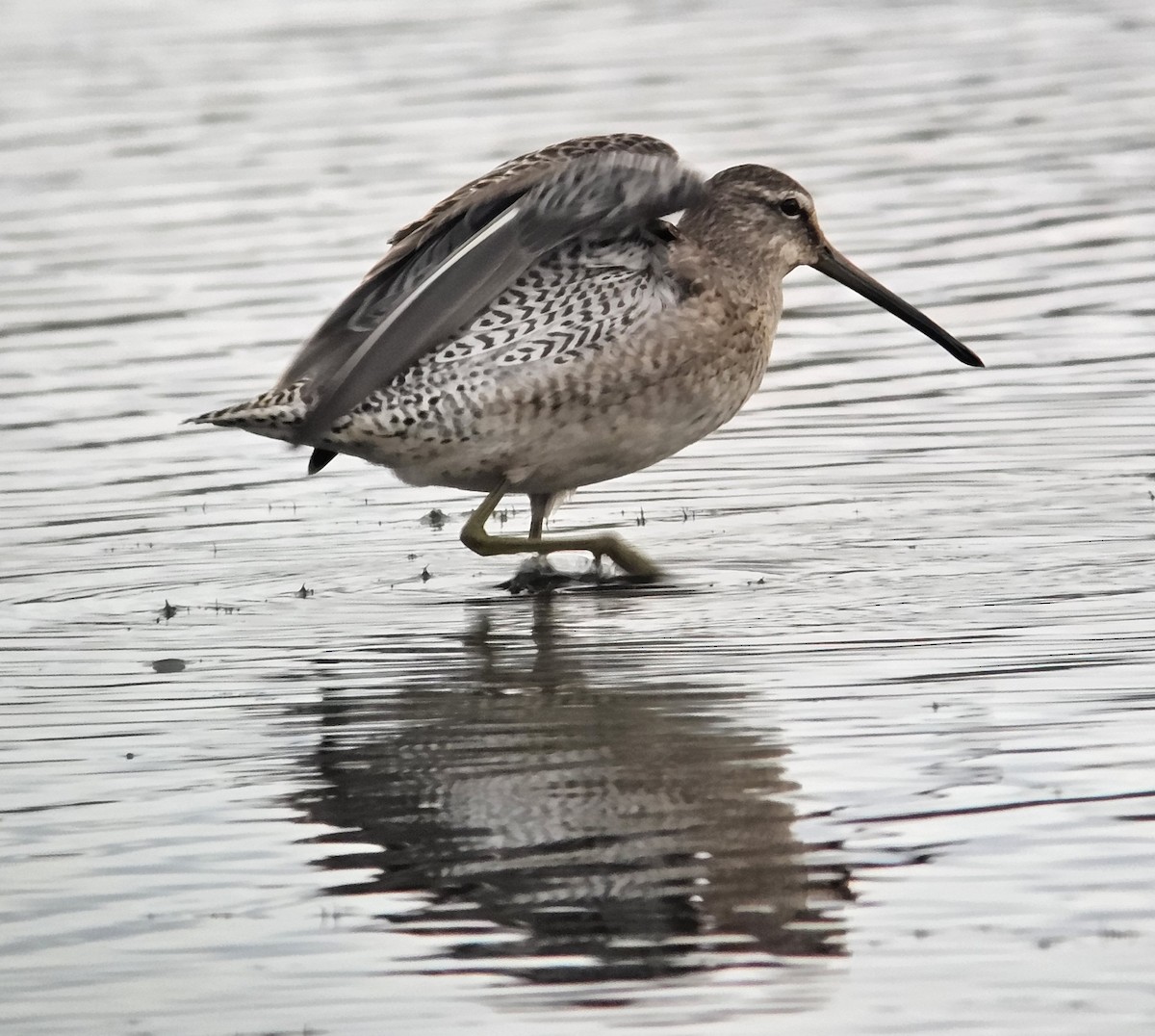 Long-billed Dowitcher - Shannon Thompson