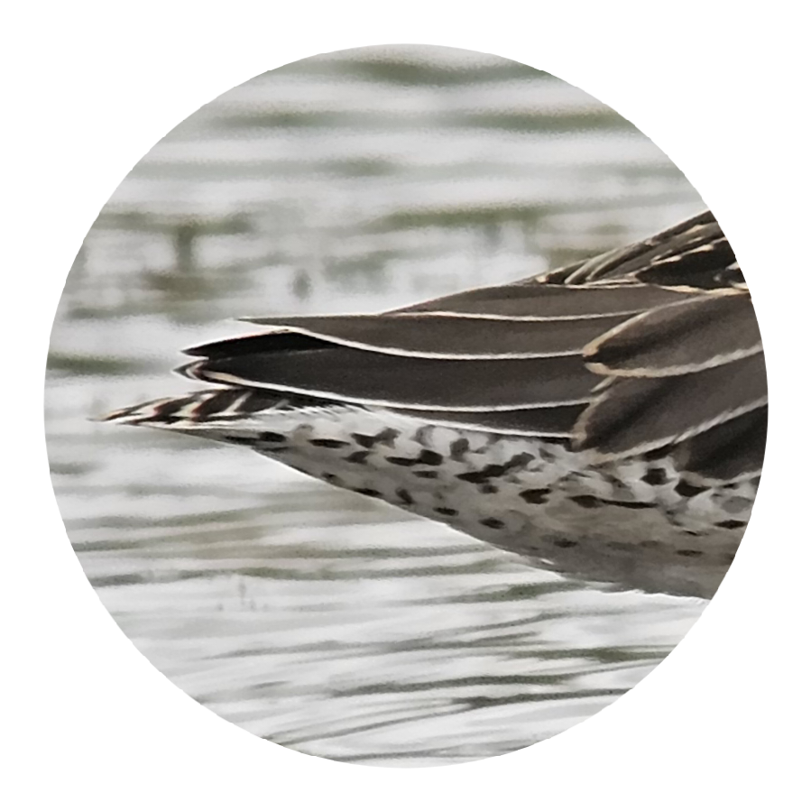 Long-billed Dowitcher - ML610255957