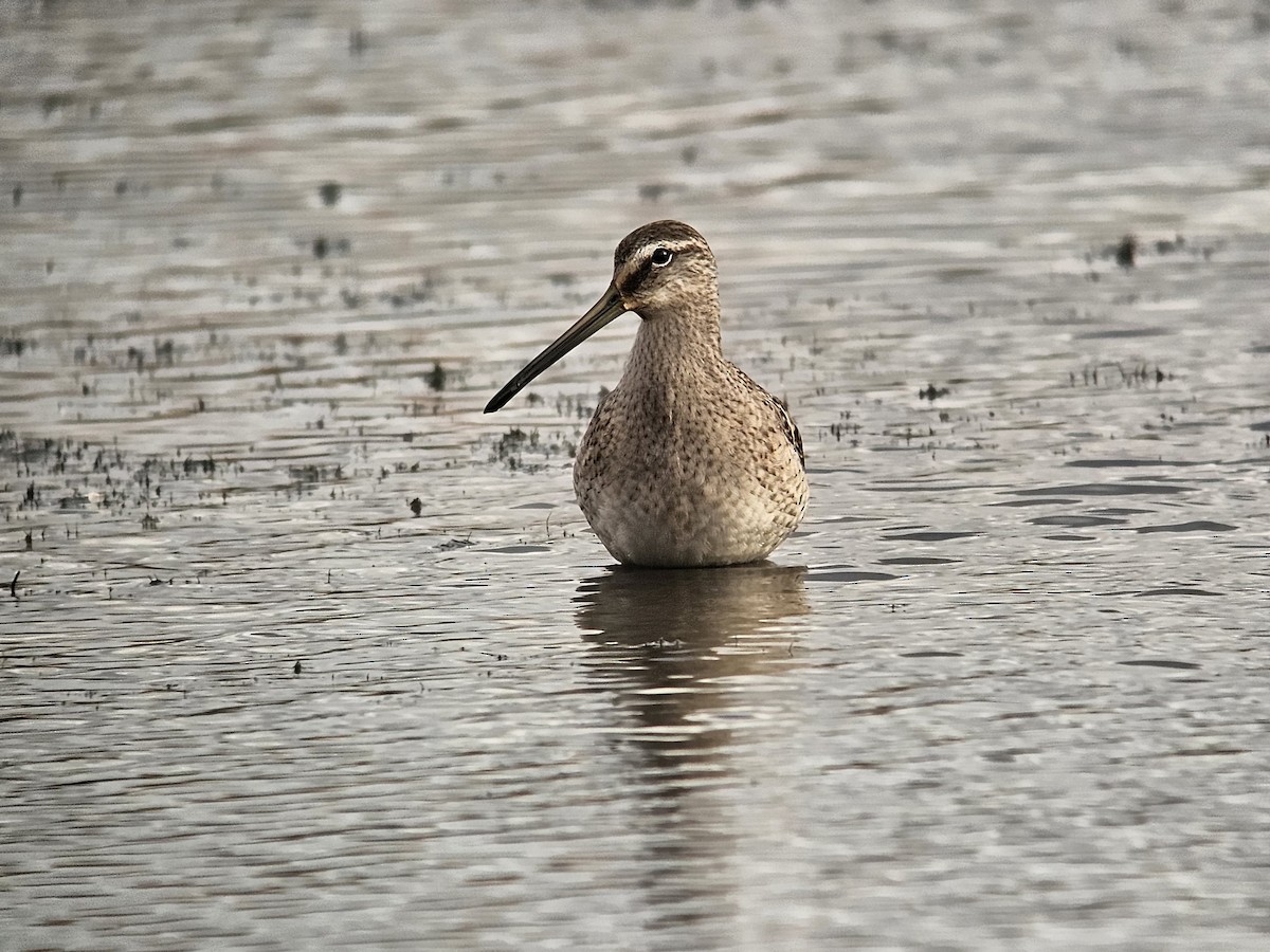 Long-billed Dowitcher - ML610255967