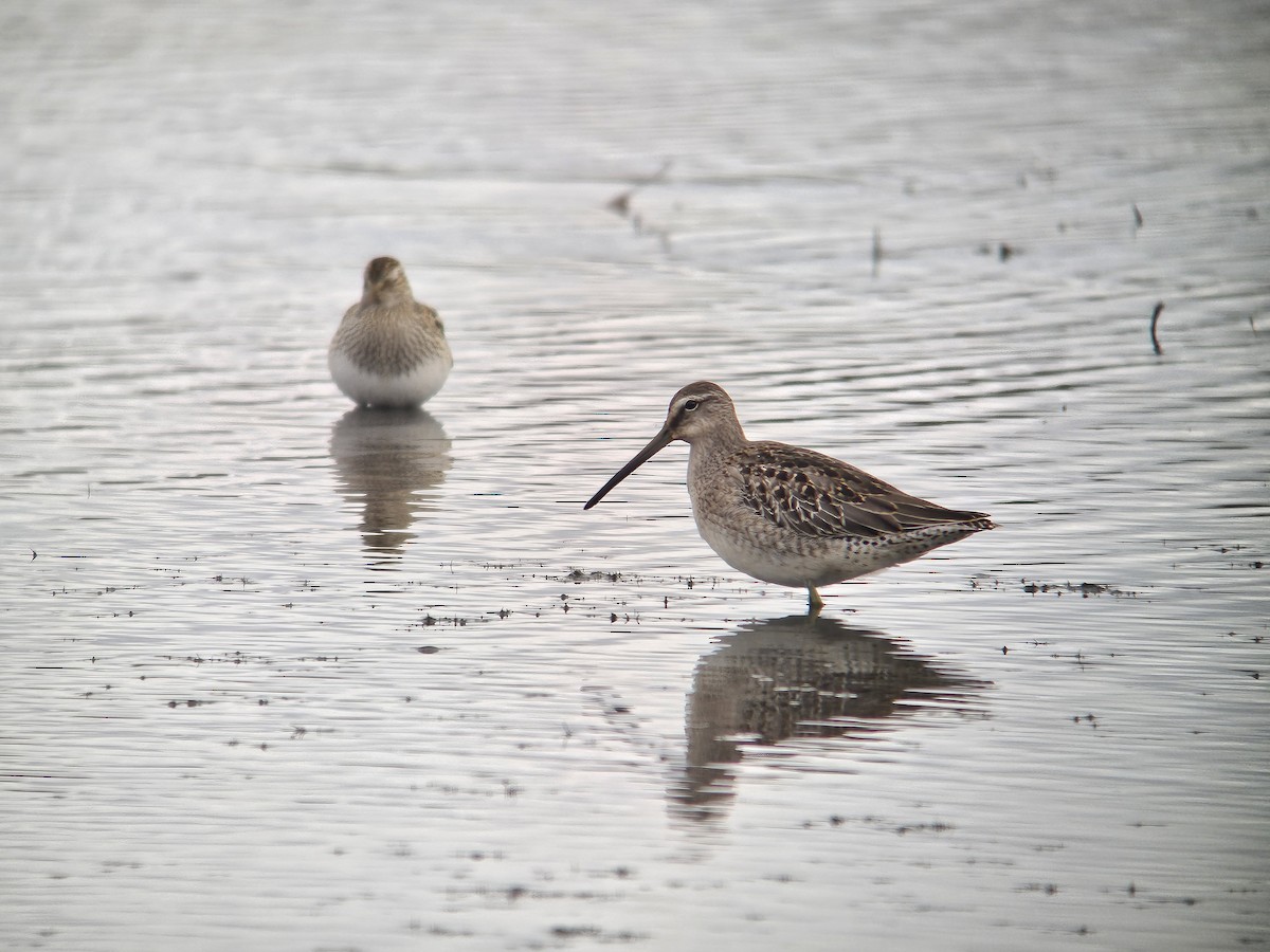 Long-billed Dowitcher - ML610256095