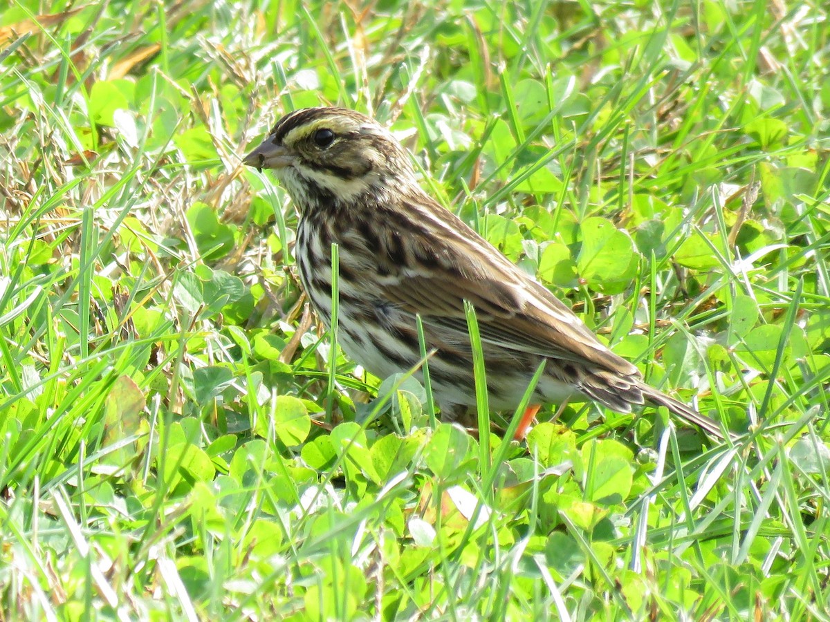 Savannah Sparrow - ML610256133