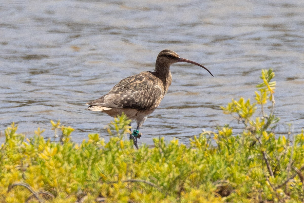 Bristle-thighed Curlew - ML610256857