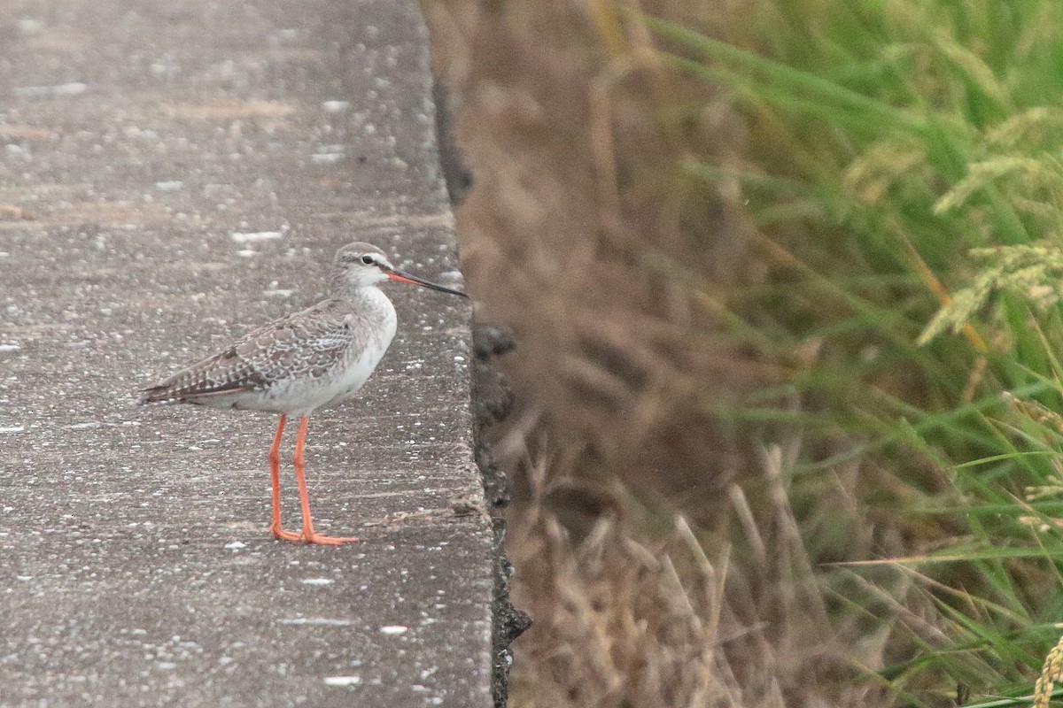 Spotted Redshank - ML610257137