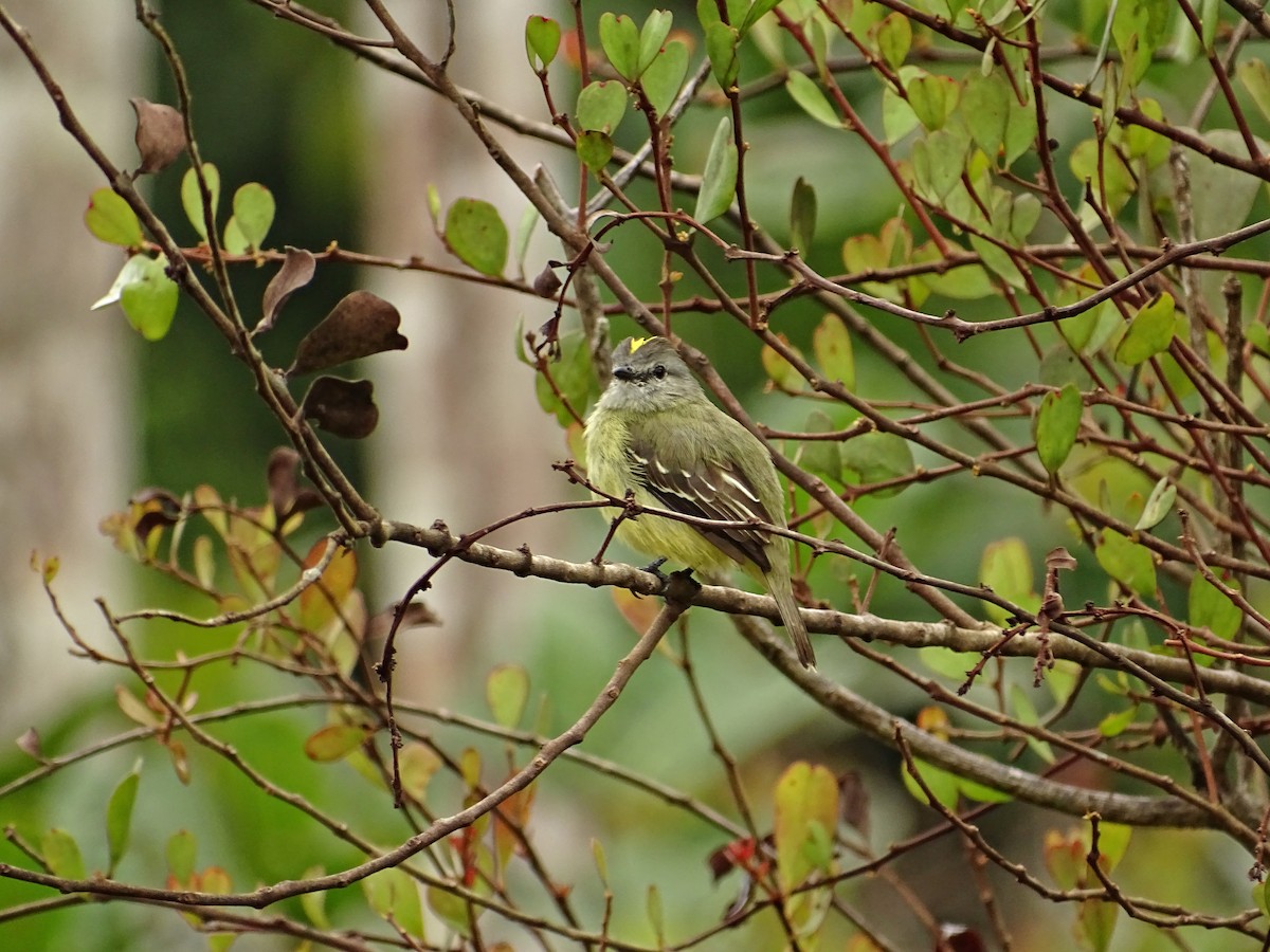 Yellow-crowned Tyrannulet - ML610257308