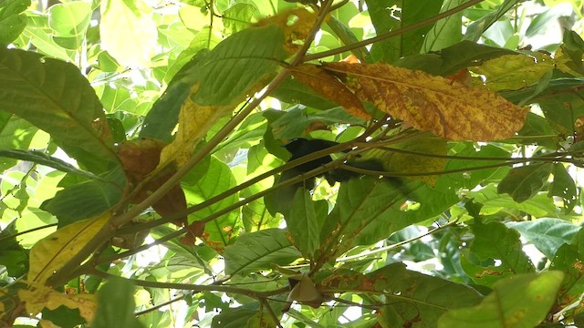 Seychelles Paradise-Flycatcher - ML610257513