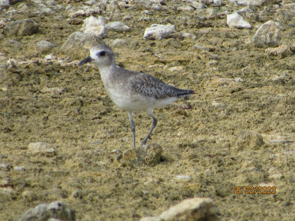 eBird Caribbean Checklist - 22 Oct 2023 - salt factory area Inagua - 27 ...