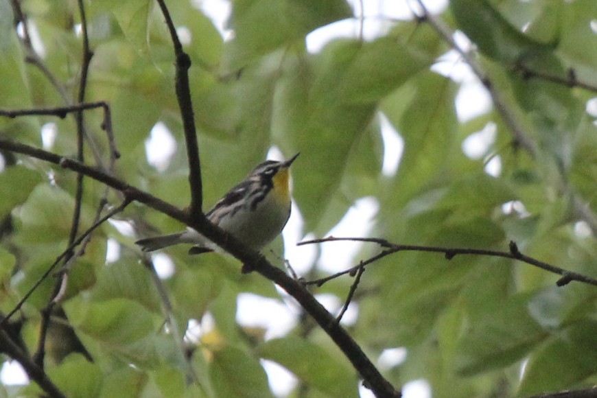 Yellow-throated Warbler (albilora) - ML610258001