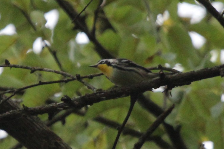Yellow-throated Warbler (albilora) - ML610258003