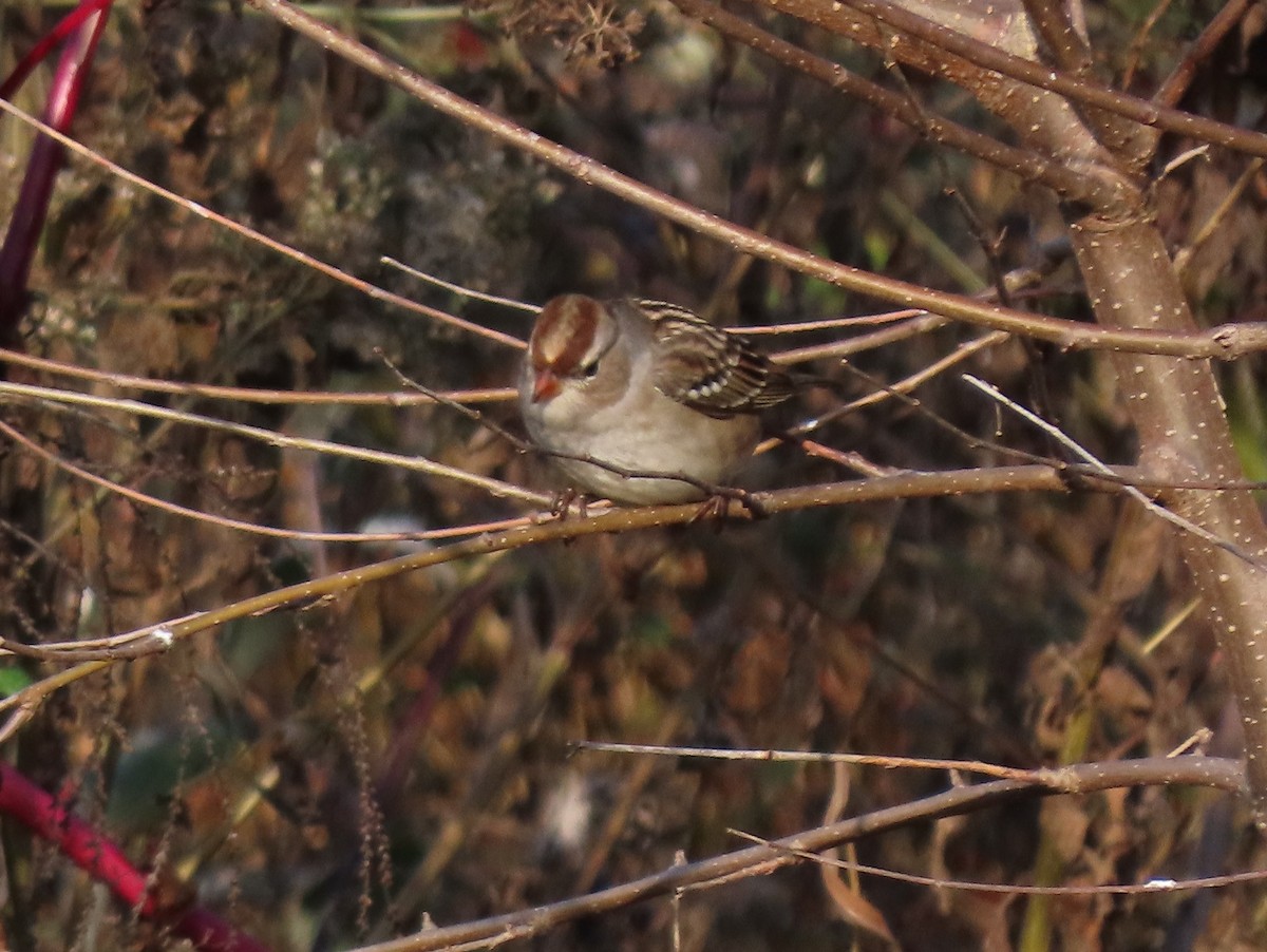 White-crowned Sparrow - ML610258110