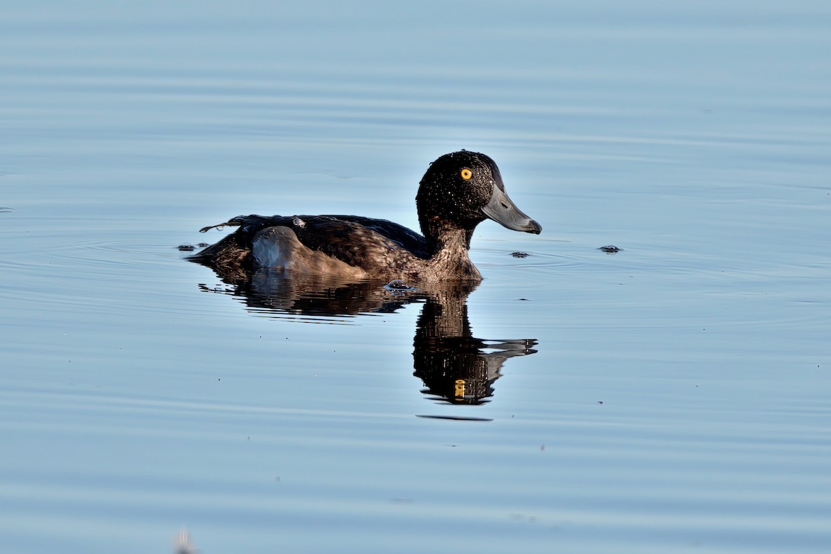 Tufted Duck - ML610258157
